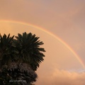 Regenbogen hinter Palmen